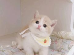 -Bastet sally猫舍购宠(静安店)