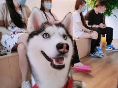 -Husky Go! 哈士奇体验馆·宠物咖啡厅狗咖
