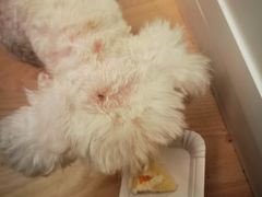 -爱侣宠医·鹦鹉专科·小型哺乳类·异宠专科(灵石路店)