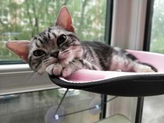 -猫大福·Fortune Cat猫舍(百子湾店)