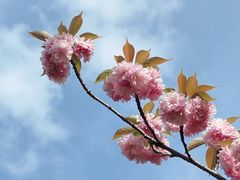 -高东镇樱花园