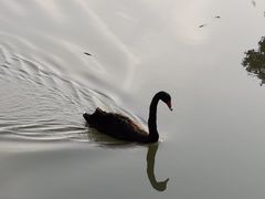 -荷兰花海