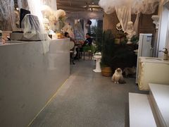 -共舞时光猫咖·狗咖(新街口店)