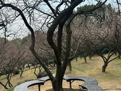 -香雪海