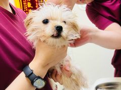 -德元·美联众合24小时动物医院(总院)