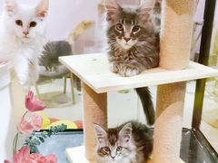 -十年猫舍·猫咪专门店(普陀店)