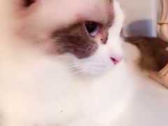 -吉丁鸟咖·异宠·寄养