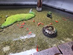 -几荷·恰似故人来(秀水广场店)