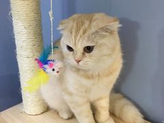-喵的天空名猫咖啡馆·撸猫·猫舍·用品