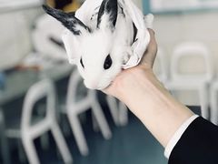 -宠颐生东兴动物医院(大悦城店)