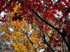 -阳台山自然风景区