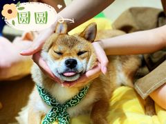 -逗柴咖啡屋·狗咖猫咖宠物桌游