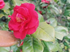 -上海滨江森林公园
