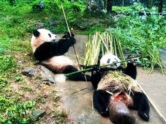 -都江堰中华大熊猫苑