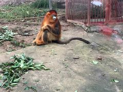 -贵州森林野生动物园