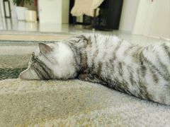 -贝康宠物医院·犬猫全科·小动物特色诊疗中心(东环路店)