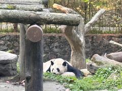 -都江堰中华大熊猫苑