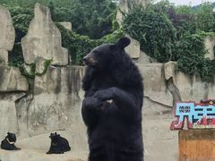 -东方熊牧场