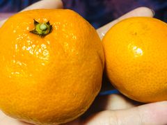 -芦月轩羊蝎子(太平桥店)