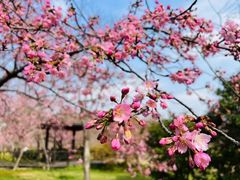 -顾村公园