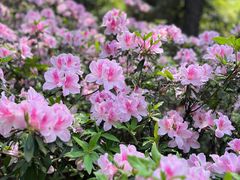 -铁山坪森林公园