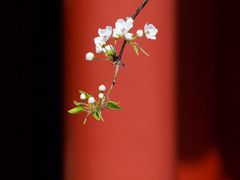 -茶百道(玉林店)