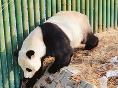 -沈阳森林动物园