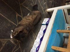iphone_upload_pic-Anne猫窝咖啡屋