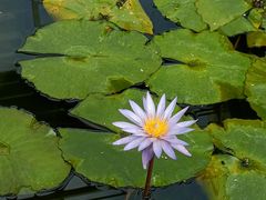 -国家植物园南园