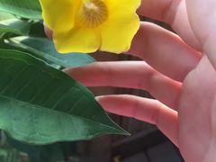 -亚龙湾国际玫瑰谷