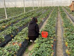 -喜杨洋草莓采摘园
