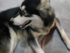 android_upload_pic-苏州西交利物浦大学国际会议中心