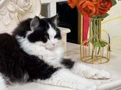 -共舞时光猫咖·狗咖(新街口店)