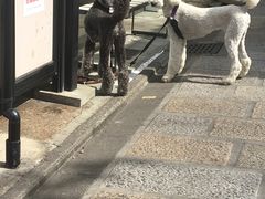 -% Arabica(京都东山店)