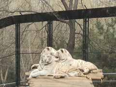 -北京野生动物园