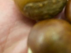 -阿男野栗王(金门路店)