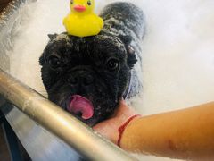 -PETKIT小佩宠物(古北店)