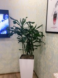 -YESIDO椰岛造型烫发染发专业店