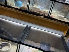 -青石桥花鸟鱼虫市场(叠翠城店)