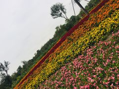 -天府芙蓉园