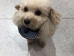 -FAELING PETS美天灵宠物(富力广场店)