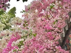 -深圳国际园林花卉博览园