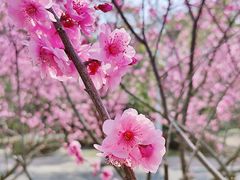 -南京古林公园