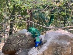 -泉州海丝野生动物世界