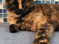 -Sirena海妖日咖夜酒