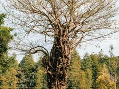 -番禺大夫山森林公园