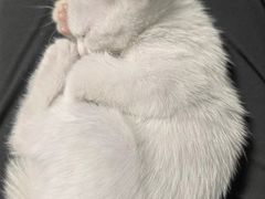 -佳雯宠物医院(四明中路分院)