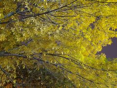 -星巴克(北京成寿寺路店)