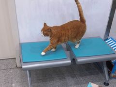 -四月宠物医院·猫专科·心脏专科·内科(转塘店)