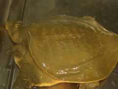 滋补火焰甲鱼-姥家大锅台水库渔家